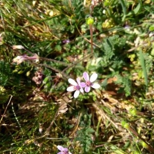 Photographie n°2291641 du taxon Erodium cicutarium (L.) L'Hér. [1789]