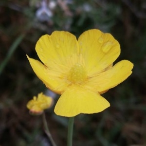 Photographie n°2291646 du taxon Ranunculus gramineus L. [1753]