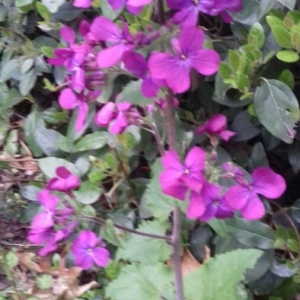 Photographie n°2291662 du taxon Lunaria annua L.