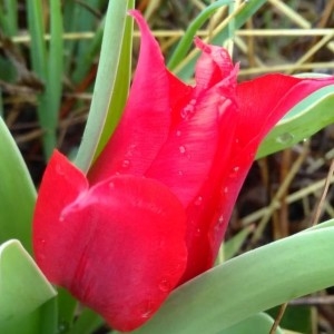  - Tulipa praestans Hoog