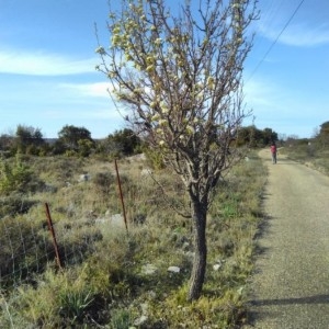 Photographie n°2291750 du taxon Pyrus communis L. [1753]