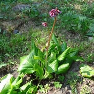 Photographie n°2291772 du taxon Bergenia crassifolia (L.) Fritsch [1889]