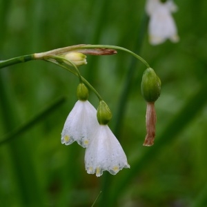 Photographie n°2291836 du taxon Leucojum aestivum L.