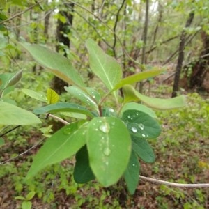 Photographie n°2291843 du taxon Lonicera xylosteum L. [1753]