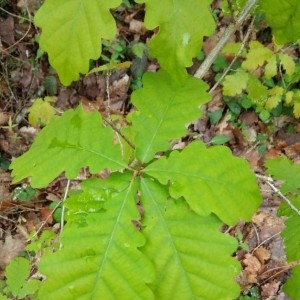Photographie n°2291847 du taxon Quercus robur L. [1753]
