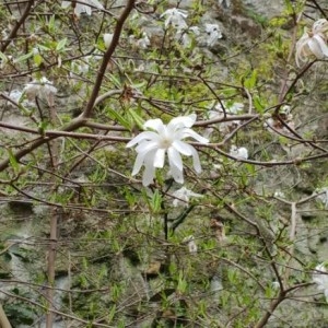 Photographie n°2291911 du taxon Magnolia stellata (Siebold & Zucc.) Maxim. [1872]