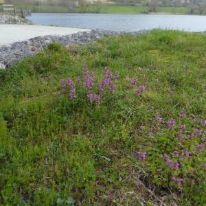 Photographie n°2291931 du taxon Lamium maculatum (L.) L. [1763]