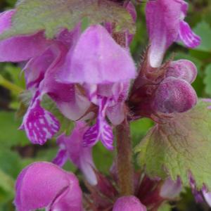 Photographie n°2291934 du taxon Lamium maculatum (L.) L. [1763]