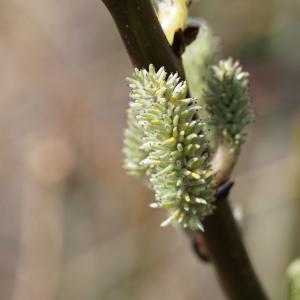 Photographie n°2291973 du taxon Salix viminalis L. [1753]