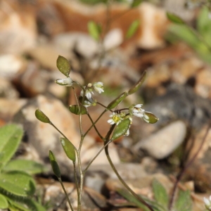 Photographie n°2292093 du taxon Draba verna L. [1753]