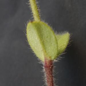 Photographie n°2292122 du taxon Cerastium glomeratum Thuill. [1799]