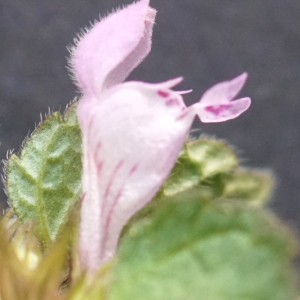 Photographie n°2292148 du taxon Lamium purpureum L. [1753]