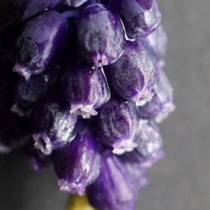 Photographie n°2292166 du taxon Muscari neglectum Guss. ex Ten. [1842]