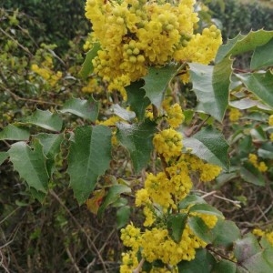 Photographie n°2292199 du taxon Berberis aquifolium Pursh [1814]