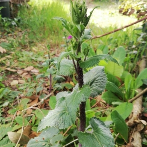 Photographie n°2292209 du taxon Lunaria annua L.