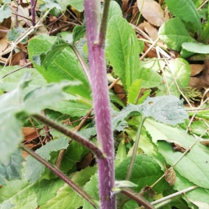 Photographie n°2292210 du taxon Lunaria annua L.