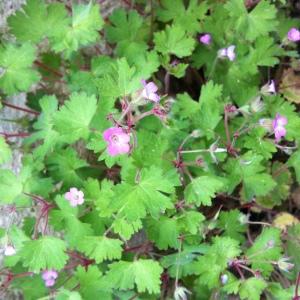 Photographie n°2292250 du taxon Geranium rotundifolium L. [1753]