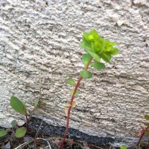 Photographie n°2292252 du taxon Euphorbia L.