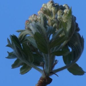 Photographie n°2292310 du taxon Sorbus aucuparia L. [1753]