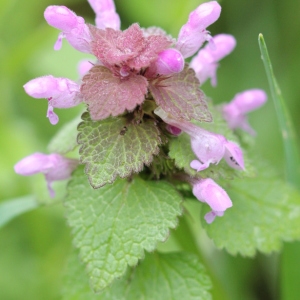 Photographie n°2292316 du taxon Lamium purpureum L. [1753]