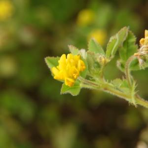 Photographie n°2292363 du taxon Medicago littoralis Rohde ex Loisel. [1810]