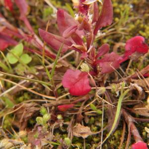 Photographie n°2292399 du taxon Rumex bucephalophorus L. [1753]