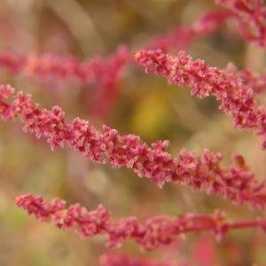 Photographie n°2292400 du taxon Rumex bucephalophorus L. [1753]