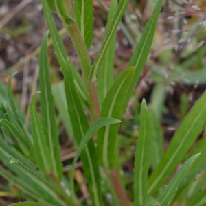 Photographie n°2292409 du taxon Oenothera stricta Ledeb. ex Link [1821]