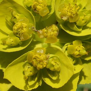 Photographie n°2292440 du taxon Euphorbia serrata L.