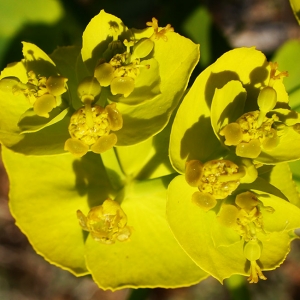 Photographie n°2292442 du taxon Euphorbia serrata L.