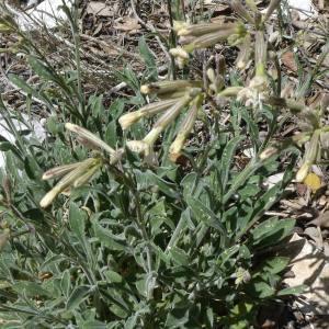 Photographie n°2292485 du taxon Silene italica (L.) Pers. [1805]