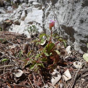 Photographie n°2292488 du taxon Geranium purpureum Vill. [1786]