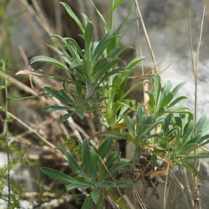 Photographie n°2292560 du taxon Erysimum cheiri (L.) Crantz