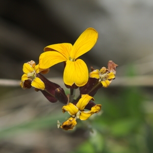 Photographie n°2292561 du taxon Erysimum cheiri (L.) Crantz