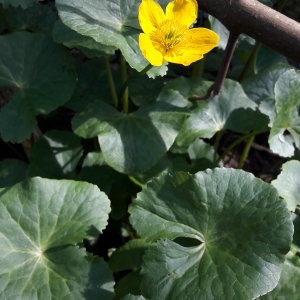 Photographie n°2292607 du taxon Caltha palustris L.