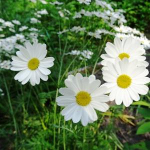 Photographie n°2292632 du taxon Tanacetum corymbosum (L.) Sch.Bip. [1844]