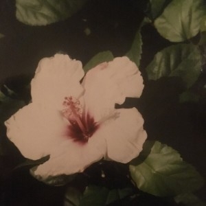 Photographie n°2292642 du taxon Hibiscus rosa-sinensis L. [1753]
