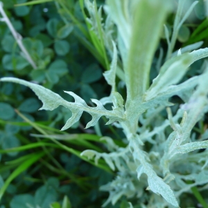 Photographie n°2292714 du taxon Centaurea solstitialis L.