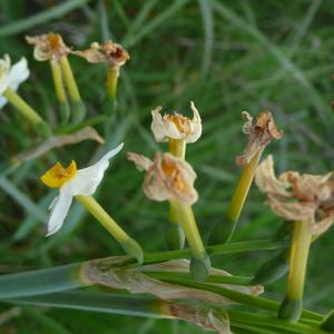 Photographie n°2292717 du taxon Narcissus tazetta L.