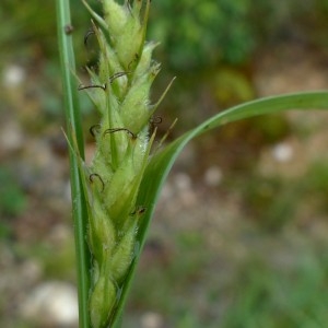 Photographie n°2292773 du taxon Carex hirta L. [1753]