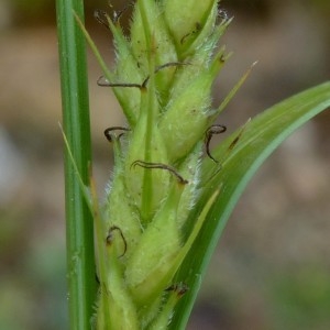 Photographie n°2292774 du taxon Carex hirta L. [1753]