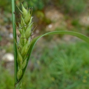 Photographie n°2292775 du taxon Carex hirta L. [1753]