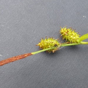 Photographie n°2292783 du taxon Carex lepidocarpa Tausch [1834]