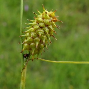 Photographie n°2292785 du taxon Carex lepidocarpa Tausch [1834]