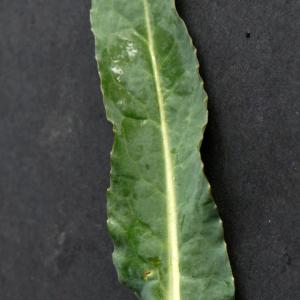 Photographie n°2292786 du taxon Brassica napus L. [1753]