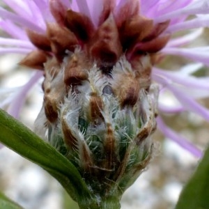 Photographie n°2292791 du taxon Centaurea decipiens Thuill. [1799]