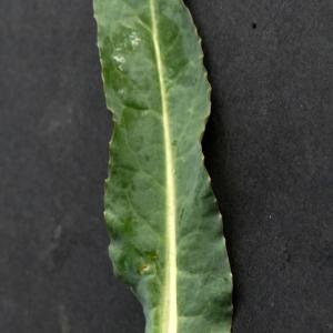 Photographie n°2292792 du taxon Brassica napus L. [1753]