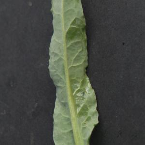 Photographie n°2292800 du taxon Brassica napus L. [1753]