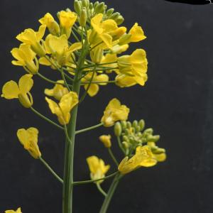 Photographie n°2292820 du taxon Brassica napus L. [1753]