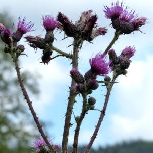 Photographie n°2292824 du taxon Cirsium palustre (L.) Scop. [1772]